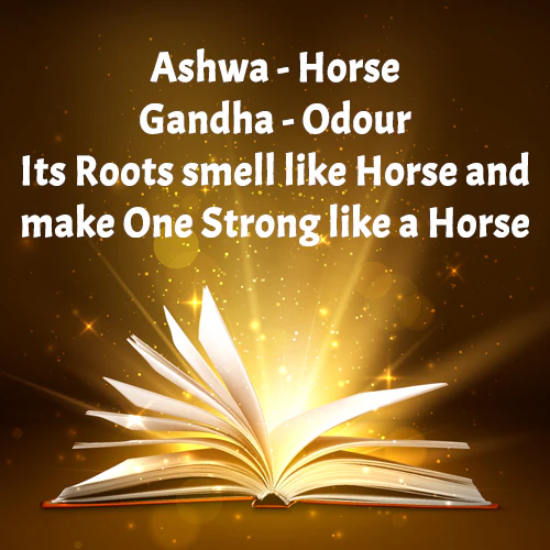 ASHWAGANDHA CAPSULES - Image 7