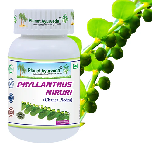 PHYLLANTHUS NIRURI - Image 6